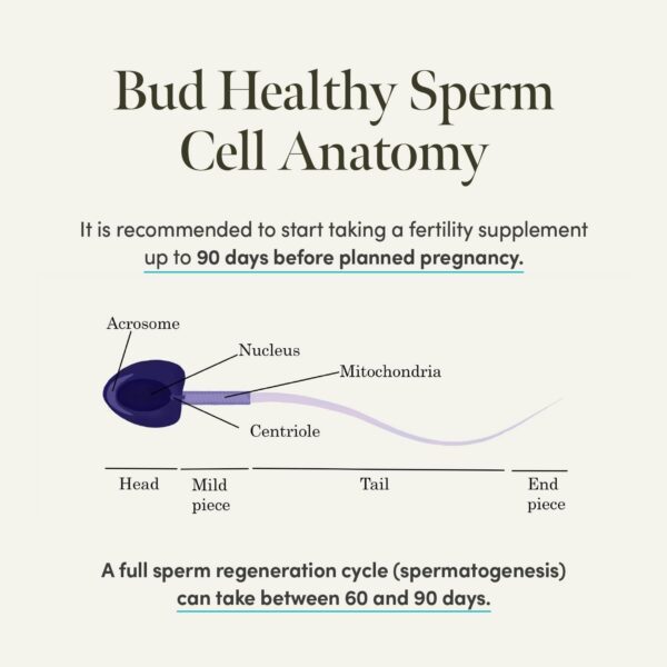 Bud Male Fertility Supplement | Natural Fertility Vitamins for Men | Maca + Zinc, Selenium & L-carnitine for Sperm Quality & Male Reproductive Health | 60 Capsules - Made in UK